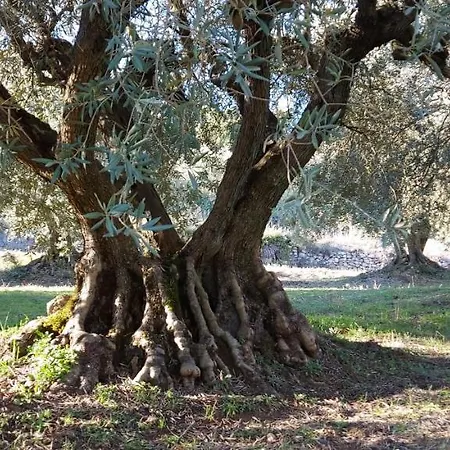 17th Century Town House In Centre Holiday home Forcalquier