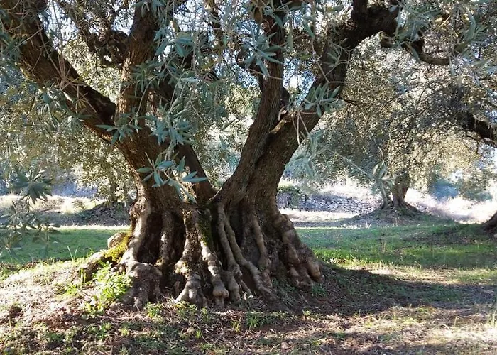 17th Century Town House In Centre Holiday home Forcalquier